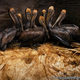 Illustration for article titled The year's best wildlife photos will break your heart